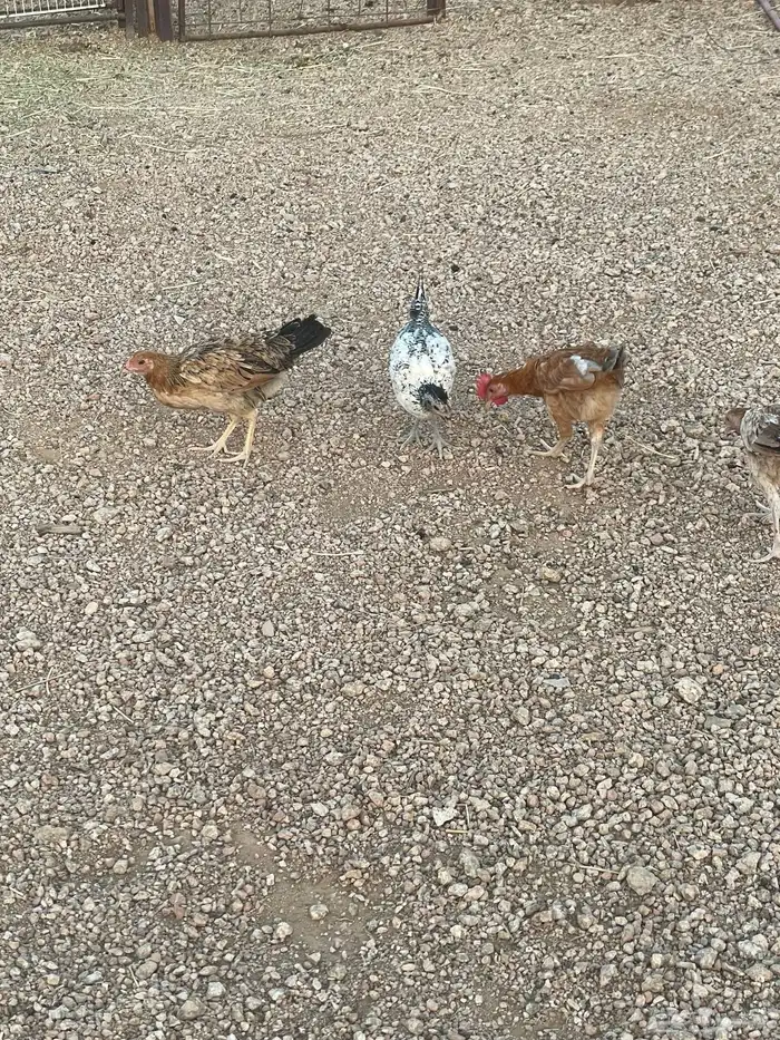 فروخ دجاج 0