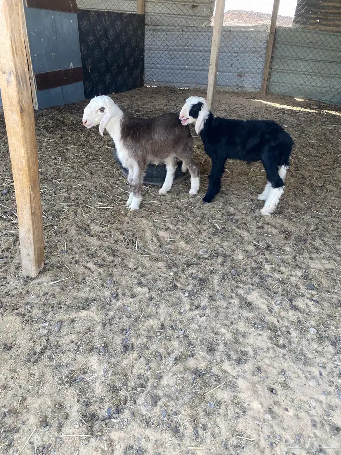 دواغير نجد 0