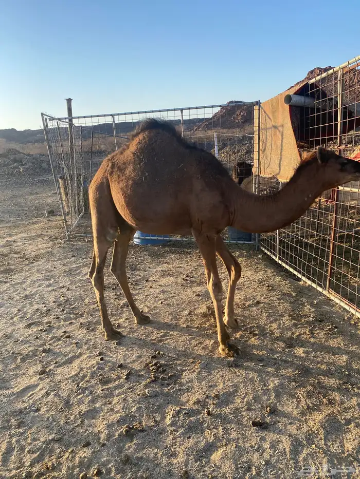 قعود وبكره 3