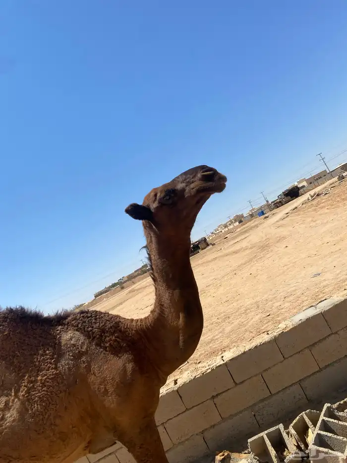 قعود فحل 4