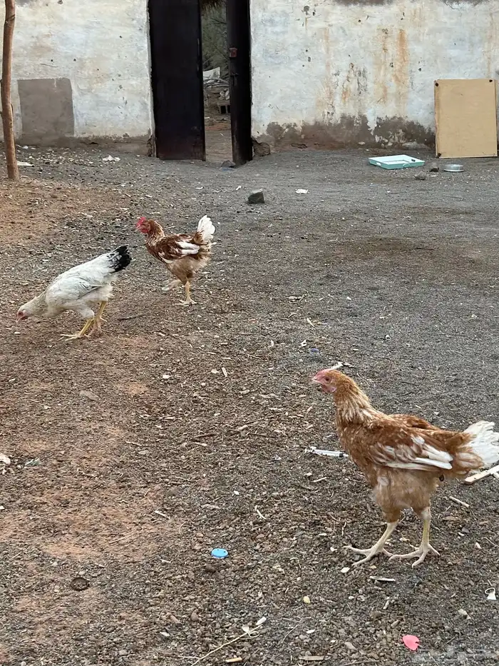 ديك ودجاجتين العمر 5 شهور. نوعه لوهمان 0