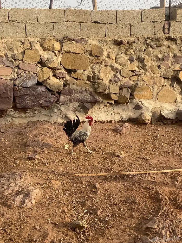 ديك بلدي كفو للبيع 2