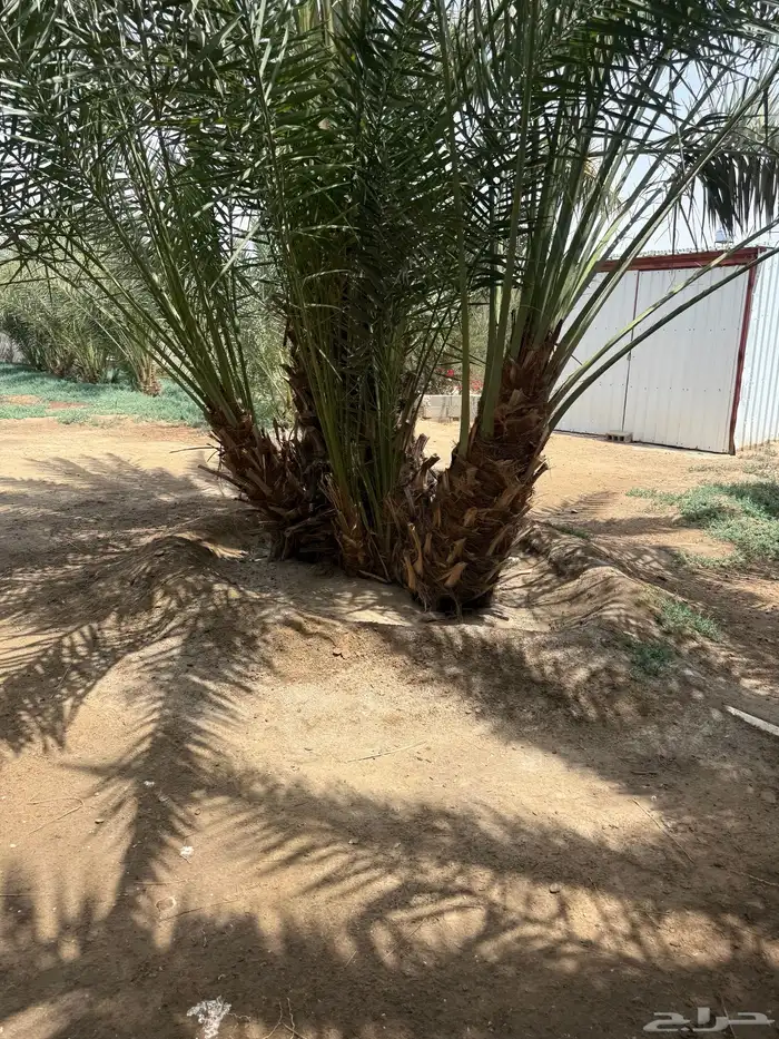 جثيث صفري 1