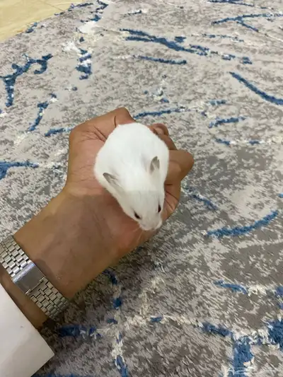 هامستر روسي 0