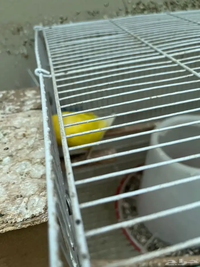 أنثى روز مع 3 فروخ 4