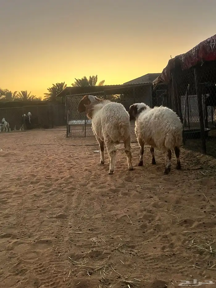 خروف نعيم فحل ثني 4