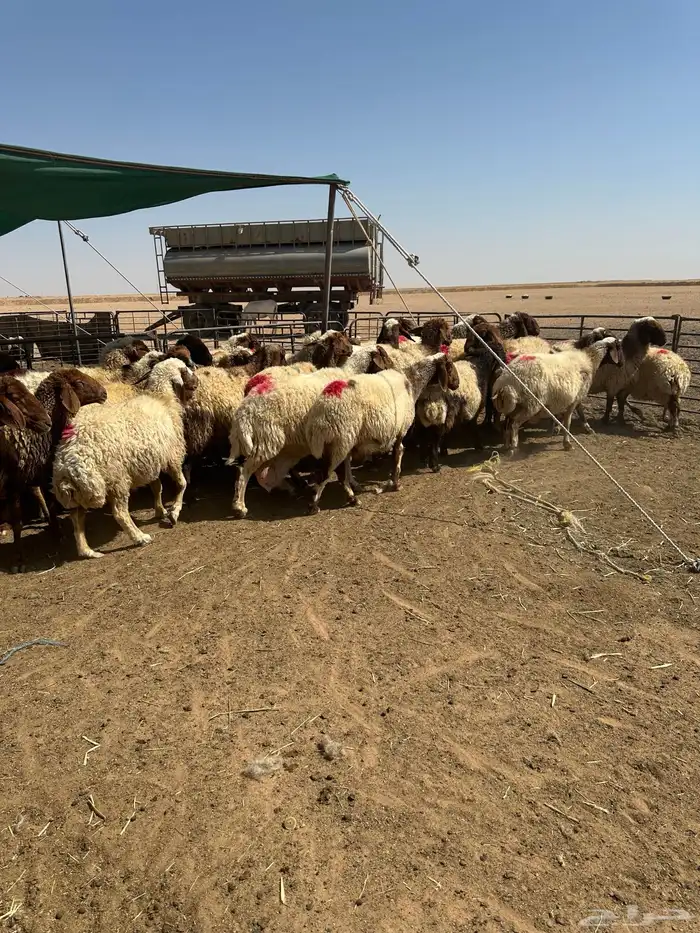غنم أنعيم طيبه اللبييع 0