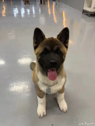 كلب American Akita index