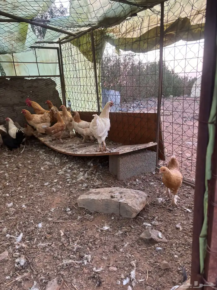 دجاج براهما للبيع عاجل 1