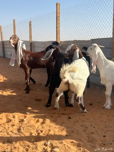 9 جفار مراح فواخر index