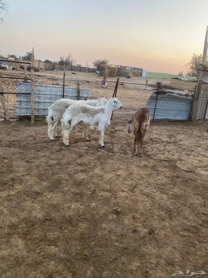 نعيم طليان ورخال كبار وحريات 2