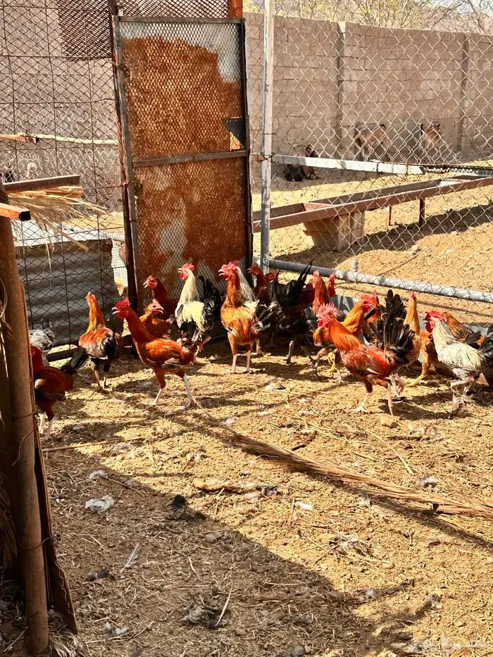 ديوك بلدي و فيومي للبيع 4