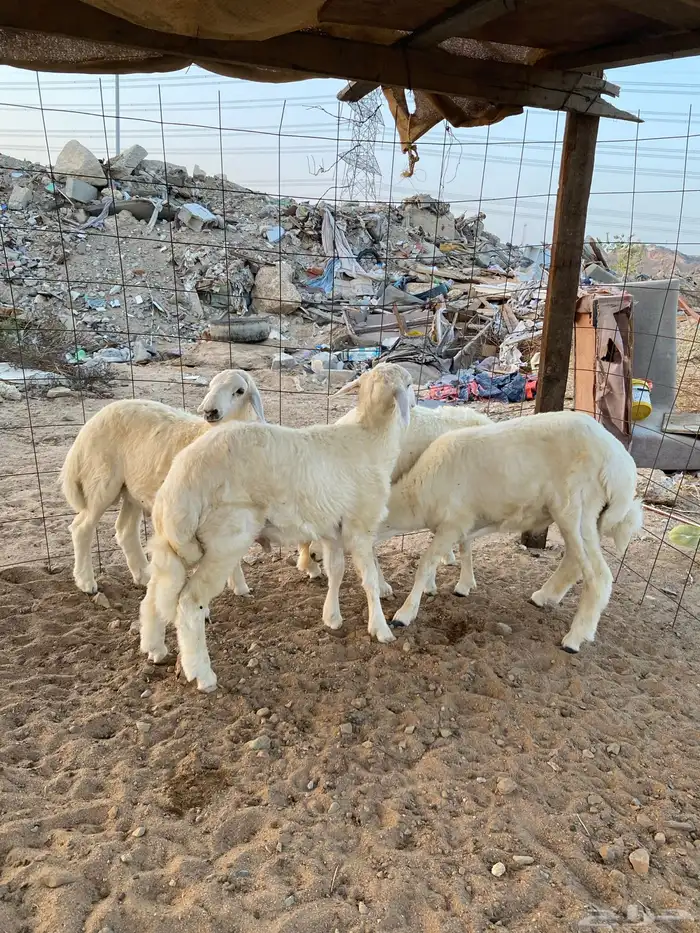 للبيع 4 طليان حريه ذبايح جمله وتفريد 0