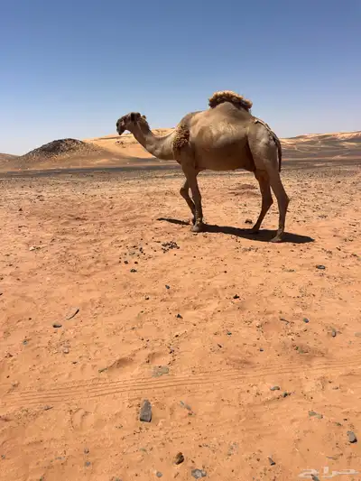 جمل اشعل طيب index