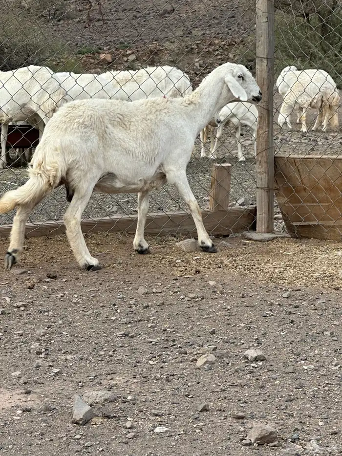 شاه 4