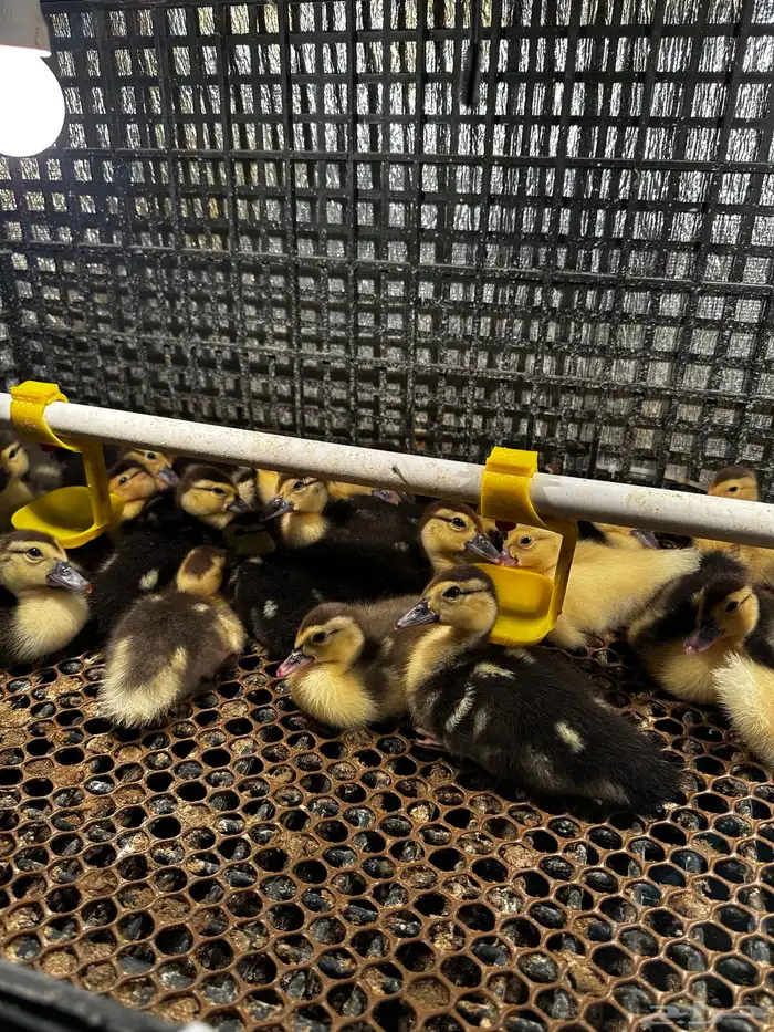 بط بكين فراريج دجاج صوص بط مصري وبكين 2