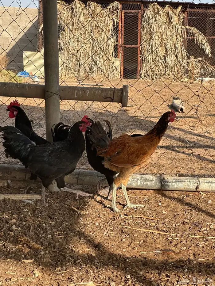 ديوك تركيه 5