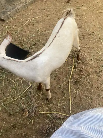 خبشه ذبيحه للبيع 0