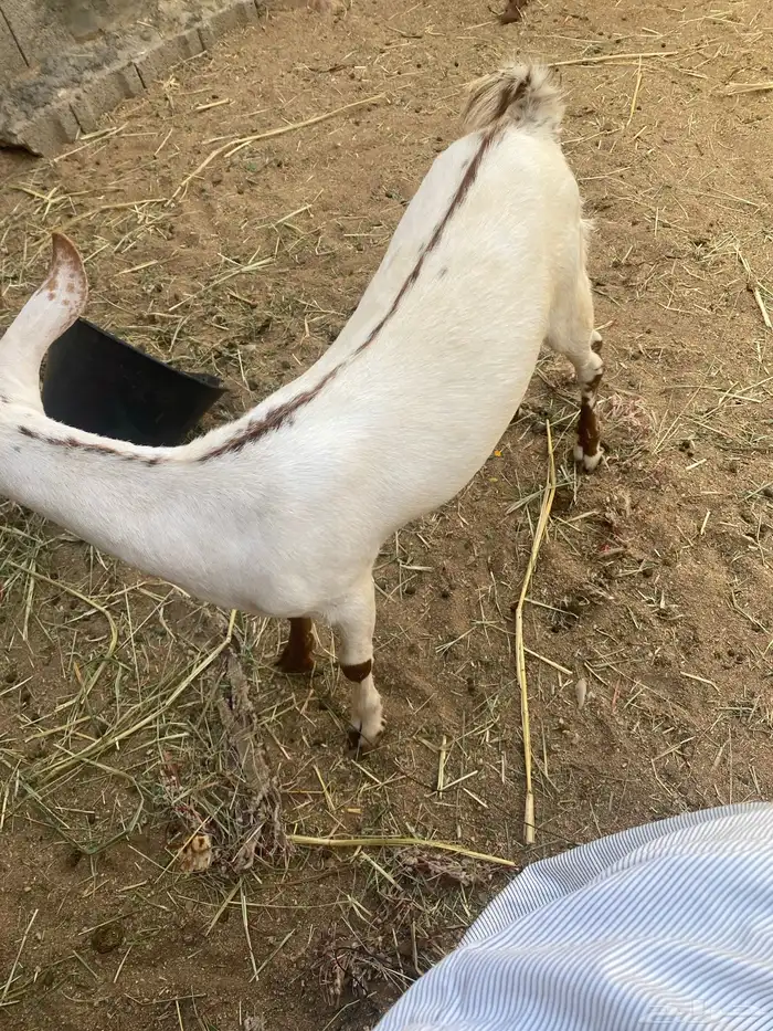 خبشه ذبيحه للبيع 0