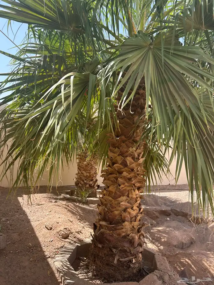 نخل واشنطوني 1