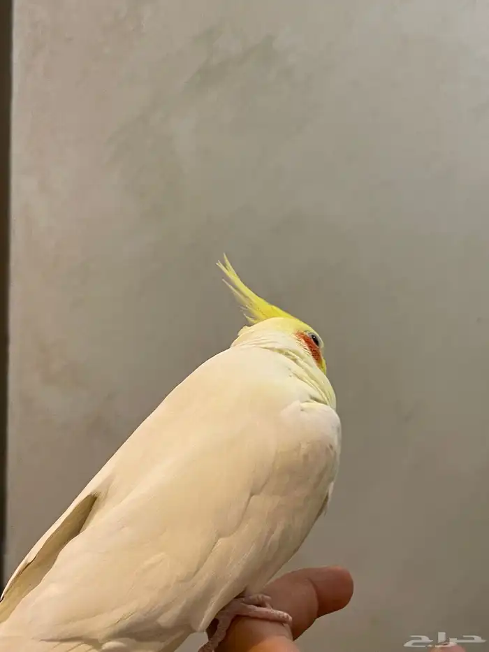 للبيع ذكر كروان لاتينو متكلم اليف هدد مزاجي 4