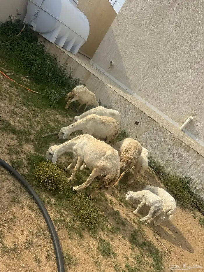 ضان ولد 1