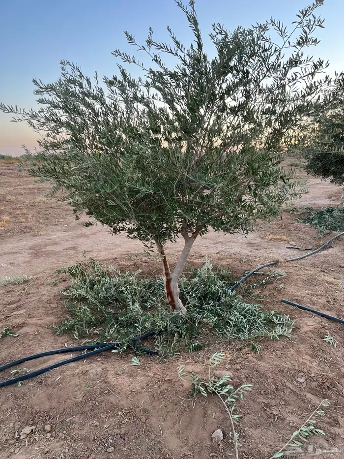 palm نخل 3