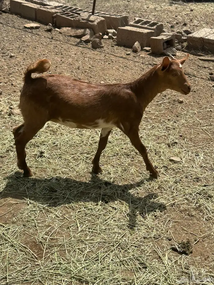 عناقين ترضع 6
