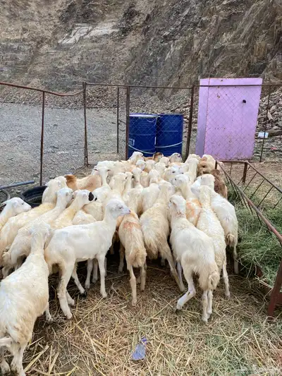 رخال رفيديات index