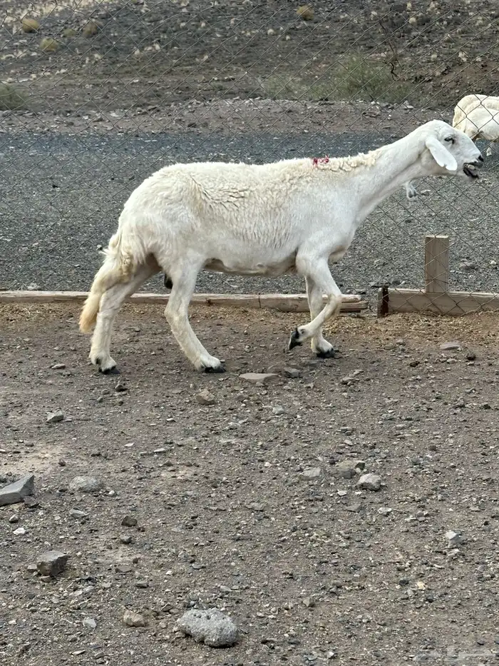 شاه 0
