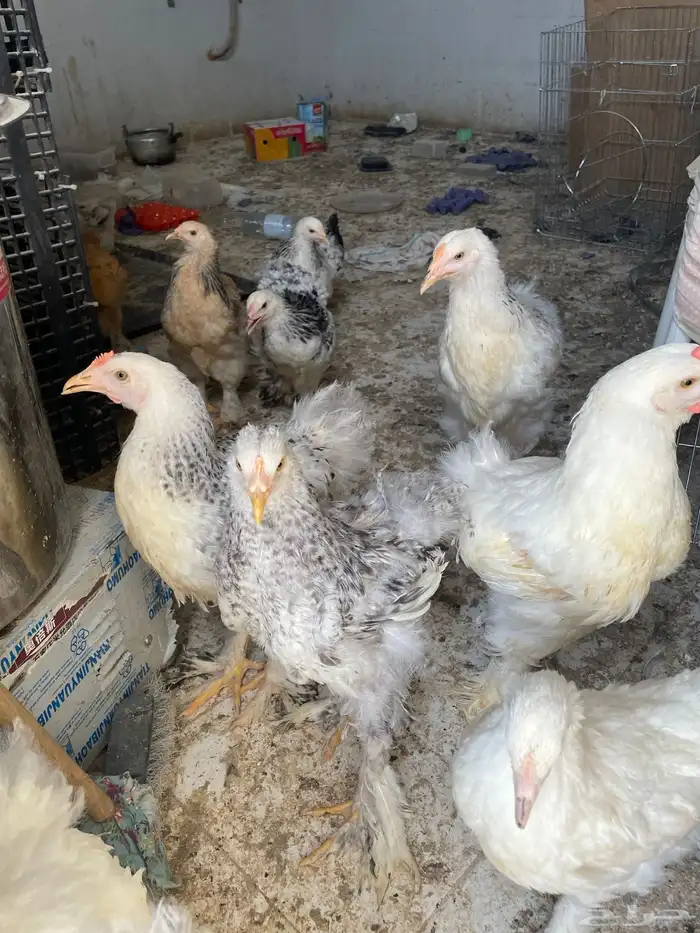 فراخ براهما 2