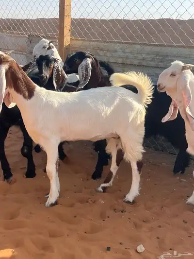 9 جفار مراح فواخر index