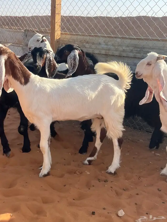 9 جفار مراح فواخر 1
