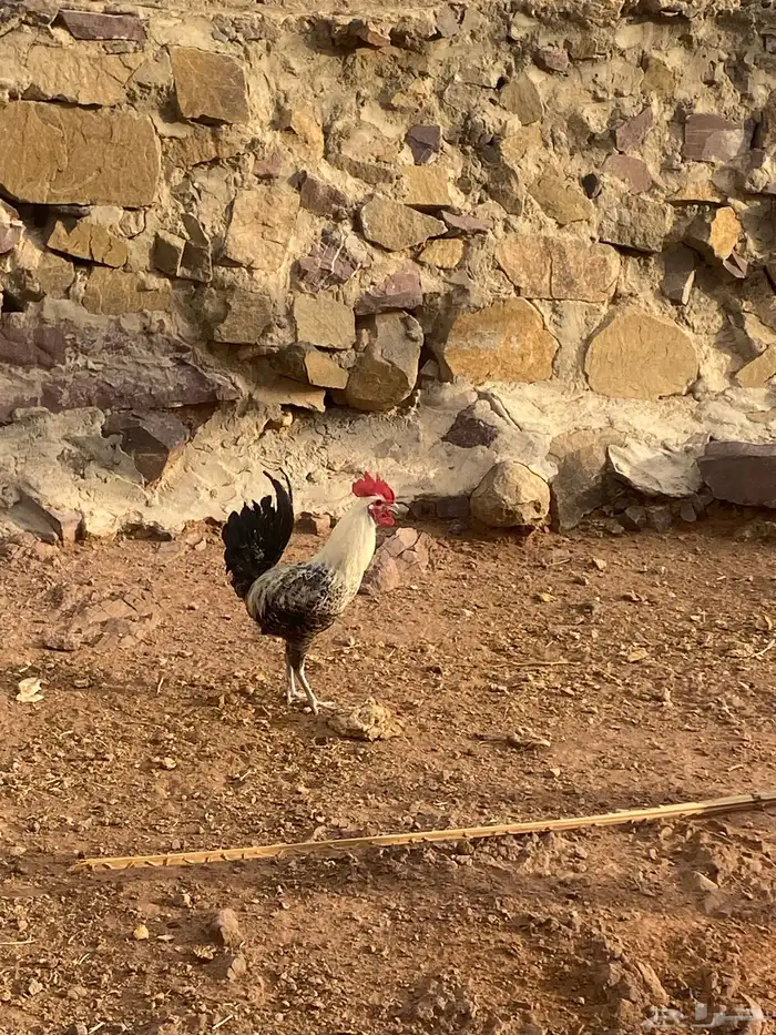 ديك بلدي كفو للبيع 4