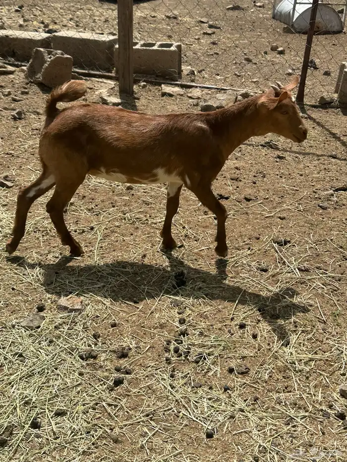 عناقين ترضع 5