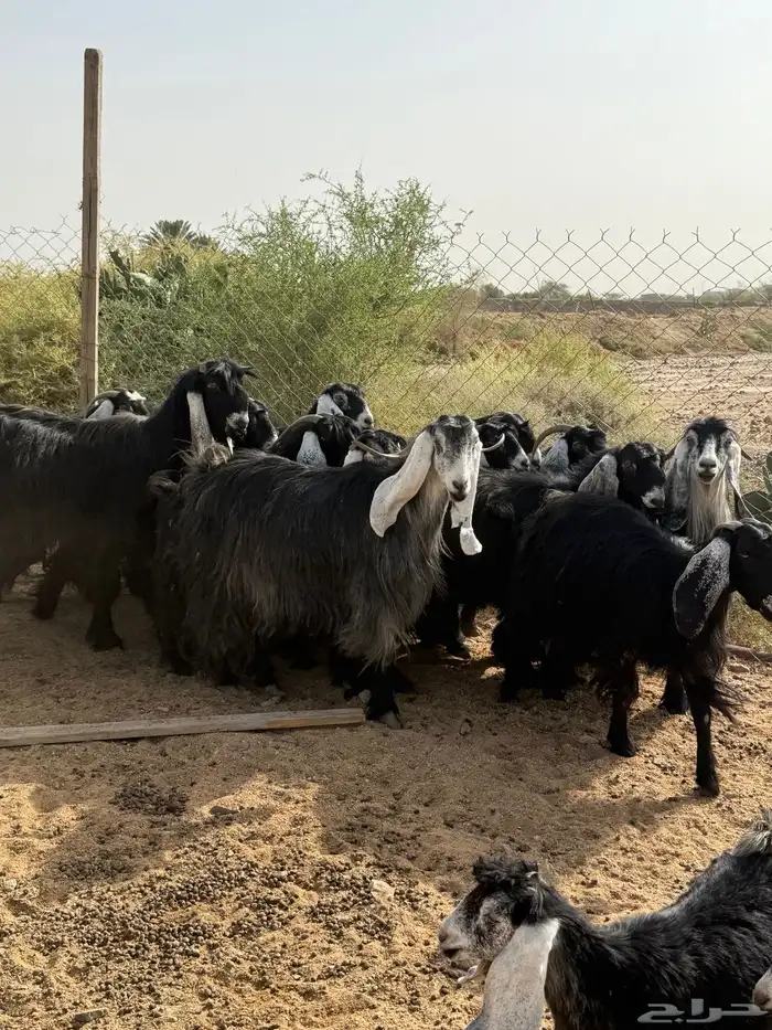 معزاء عوارض 3