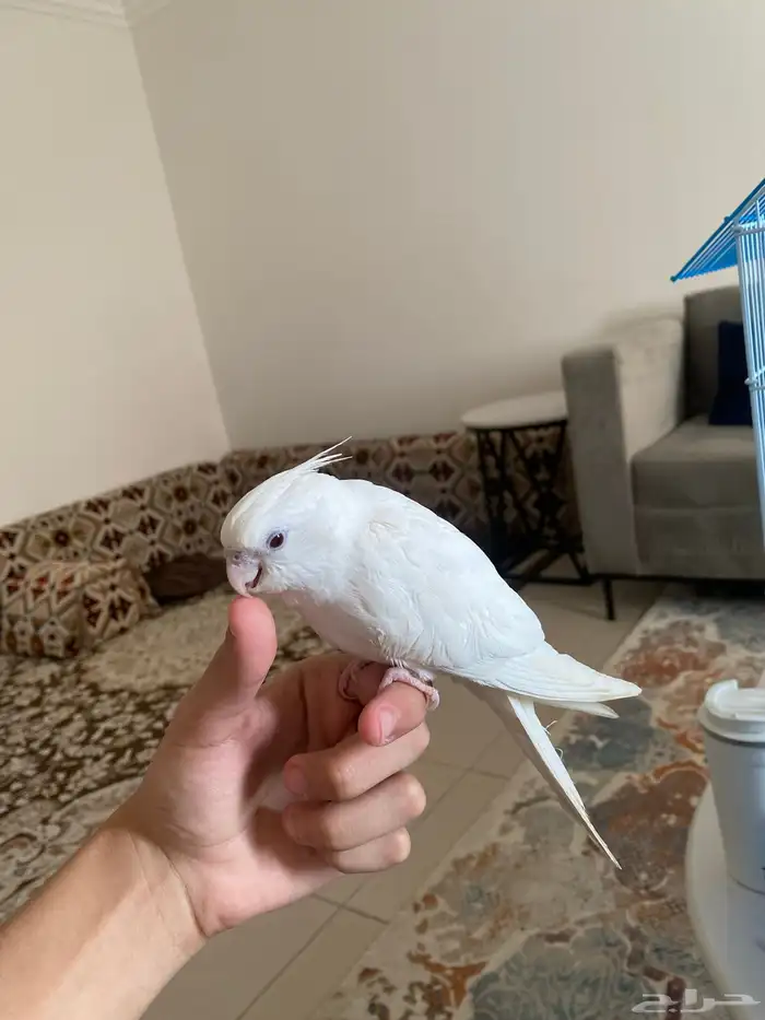 ببغاء كروان 1