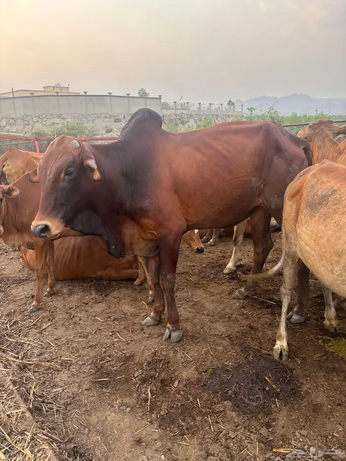 ثور وعجل للبيع العرضية الجنوبية 1