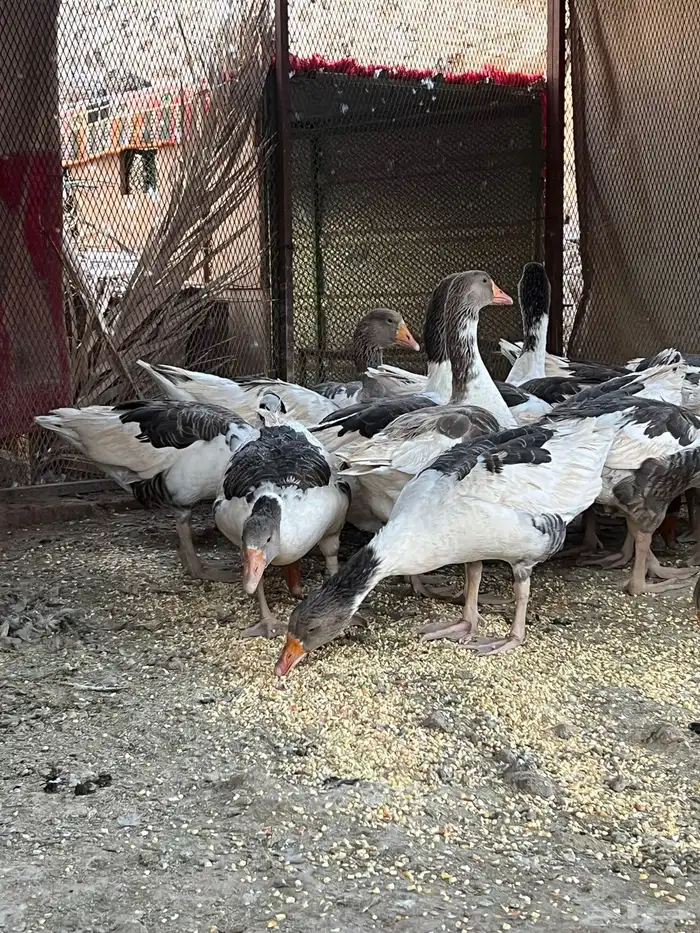 وز بلدي منتج 11