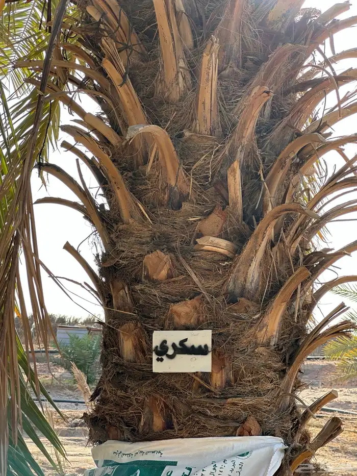 يوجدنقايل نبوت سيف ونبوت سلطان رزيزي سكري وحلوة الجوف 6