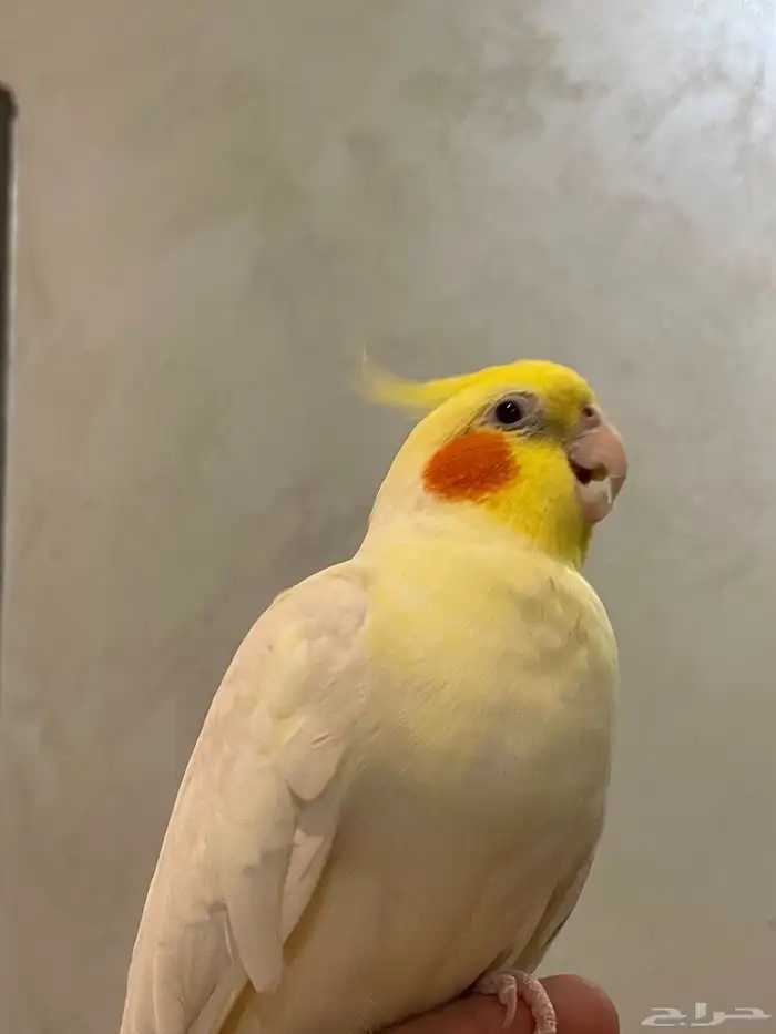 للبيع ذكر كروان لاتينو متكلم اليف هدد مزاجي 3