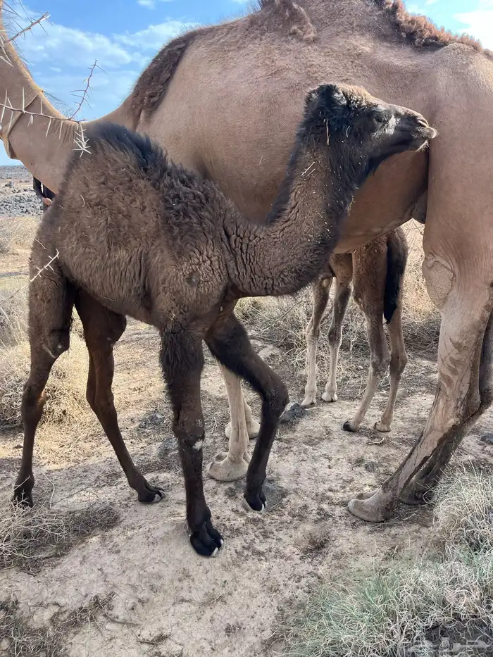 للبيع بكره ع حليب فل شحم 16