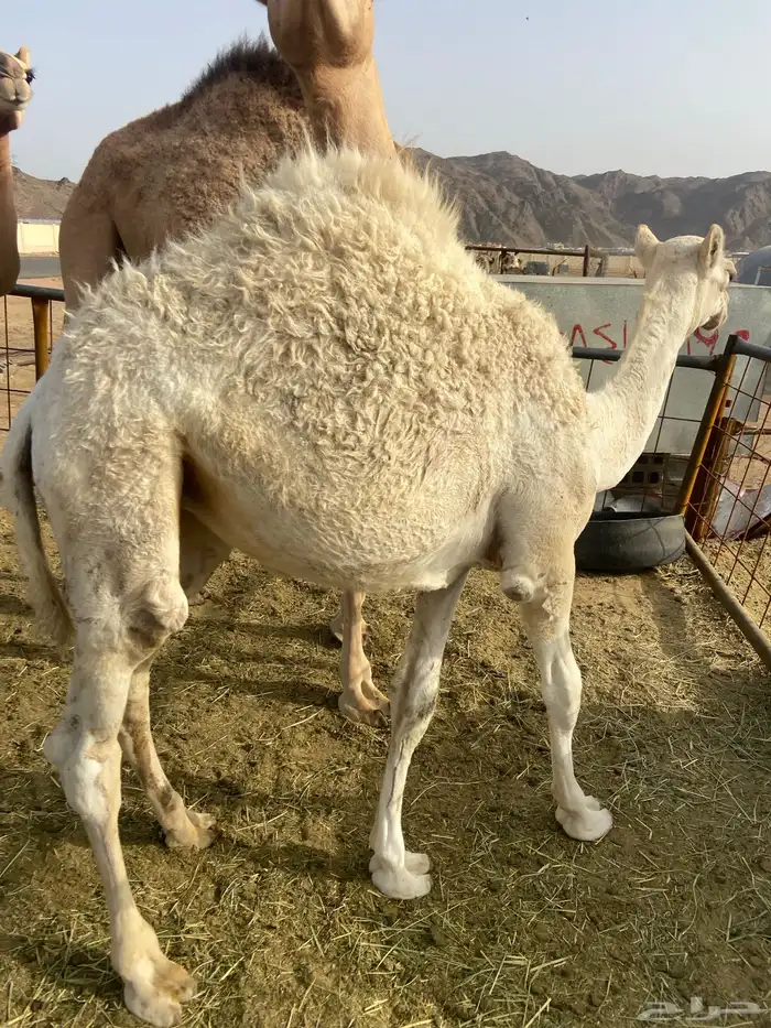 بكره كفو علي الحليب والبرسيم 7