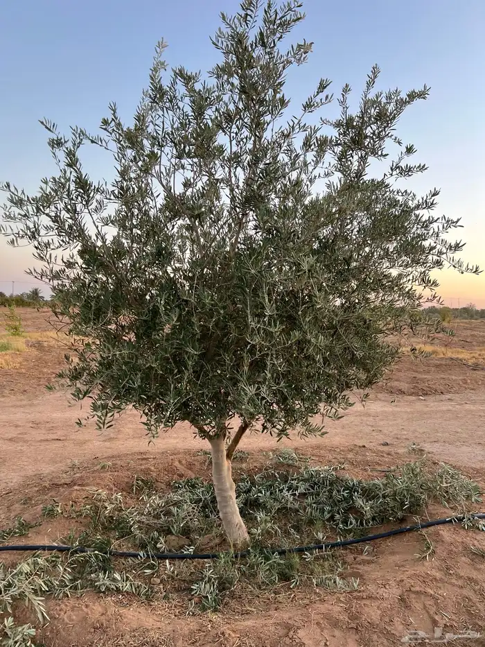 palm نخل 2