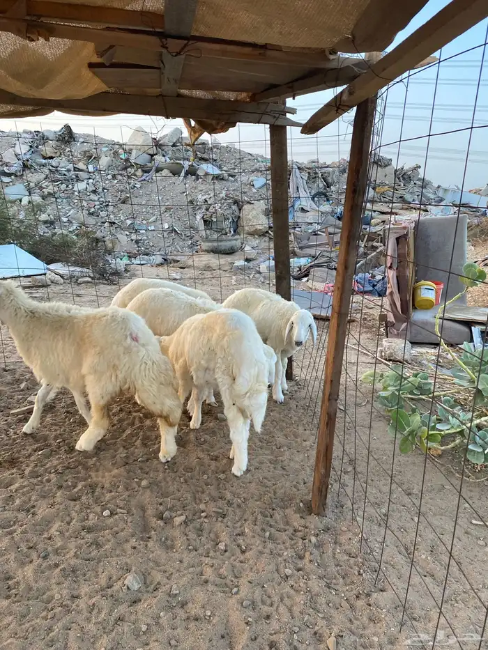 للبيع 4 طليان حريه ذبايح جمله وتفريد 3