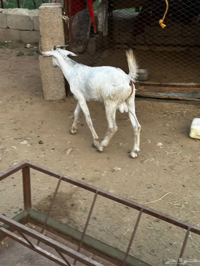 تيوس اربعة شهور 1