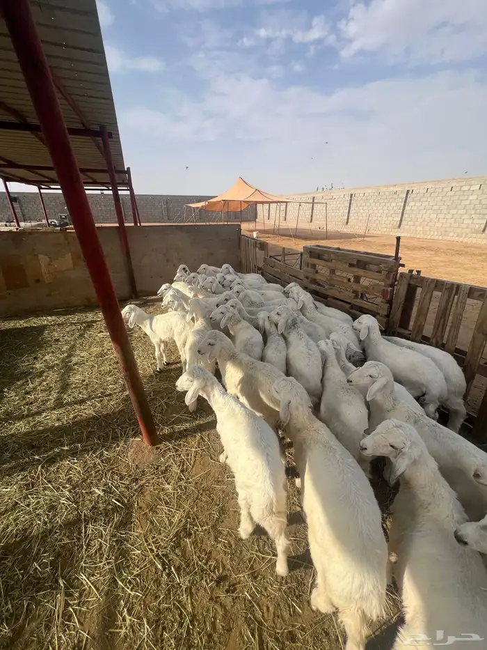 بهم للبيع 12