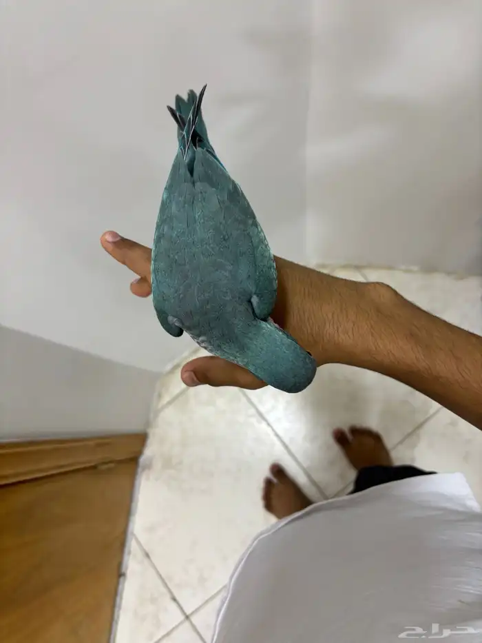 طائر كويكر لون ازرق 4