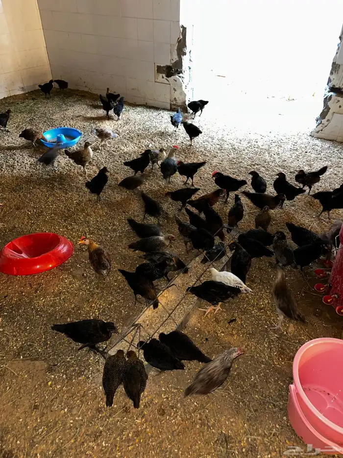 بط بكين فراريج دجاج صوص بط مصري وبكين 4