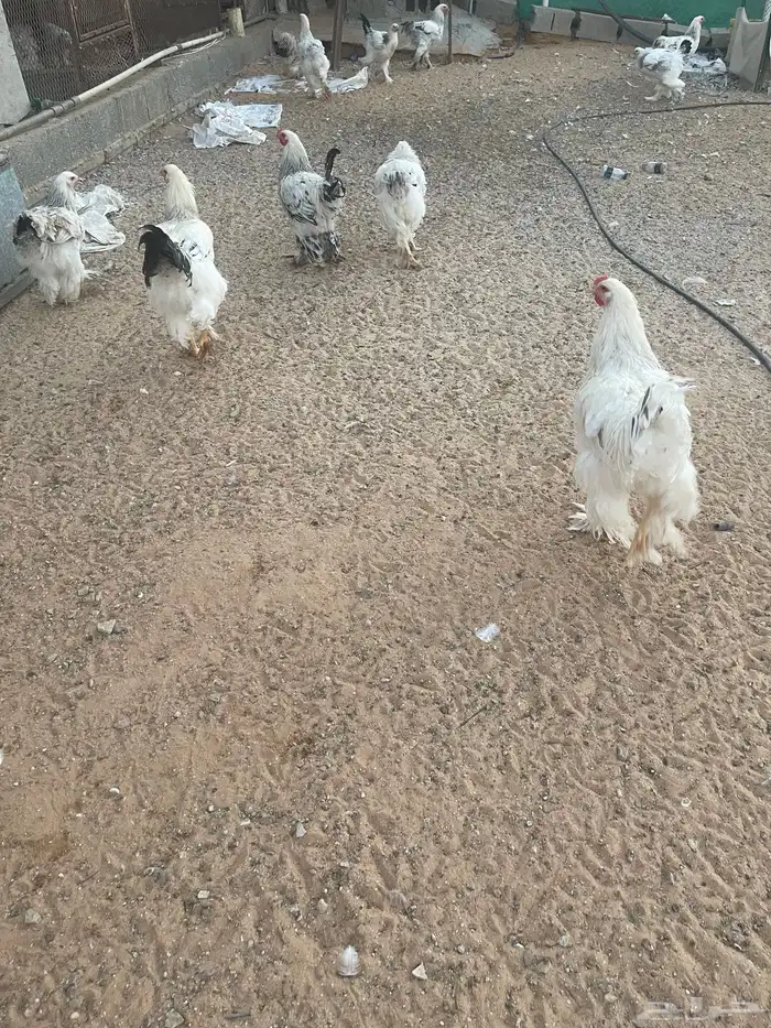براهما 0
